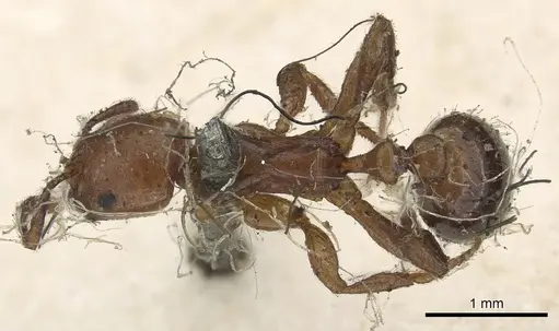 Chelaner rubriceps - CASENT0902285