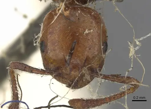 Chelaner rubriceps - CASENT0902285