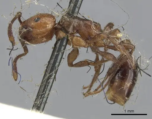 Chelaner rubriceps - CASENT0902285