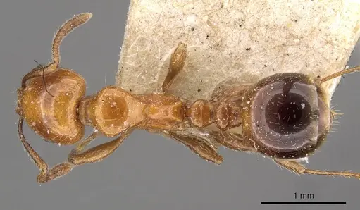 Chelaner rubriceps - CASENT0908680