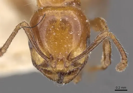 Chelaner rubriceps - CASENT0908680