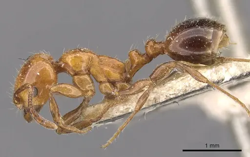 Chelaner rubriceps - CASENT0908680