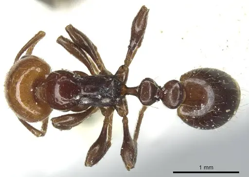 Chelaner rubriceps - CASENT0916018