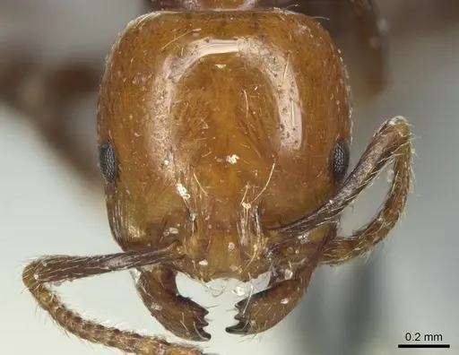 Chelaner rubriceps - CASENT0916018