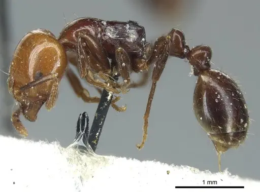 Chelaner rubriceps - CASENT0916018