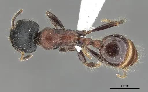 Chelaner rufoniger specimen