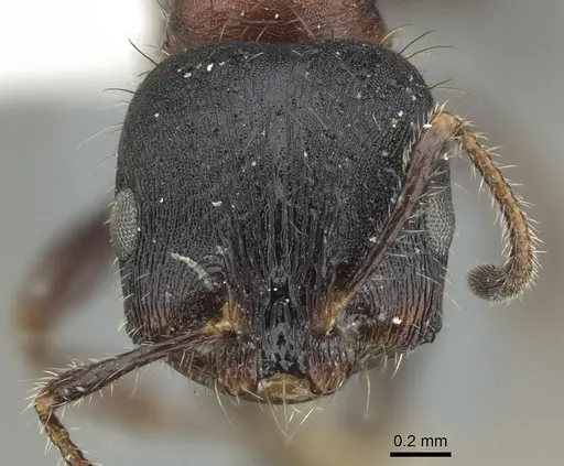 Chelaner rufoniger specimen