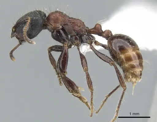 Chelaner rufoniger specimen