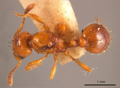 Chelaner sculpturatus specimen