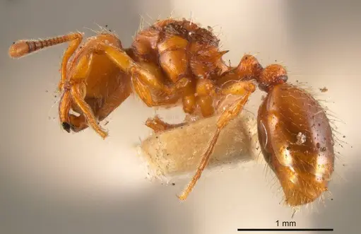 Chelaner sculpturatus specimen