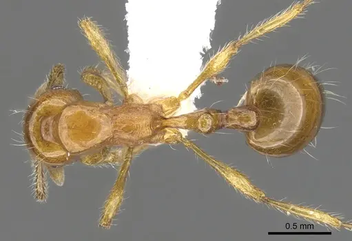 Chelaner shattucki specimen