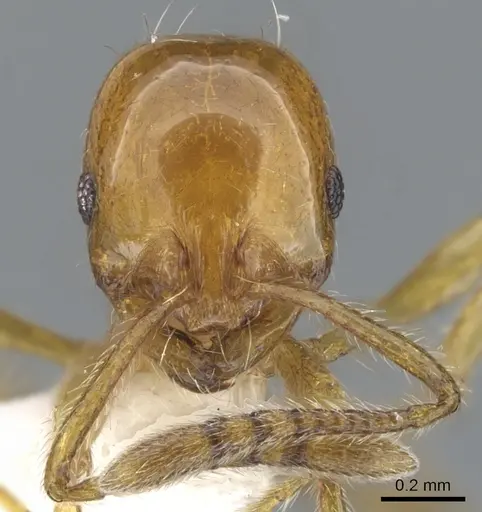 Chelaner shattucki specimen