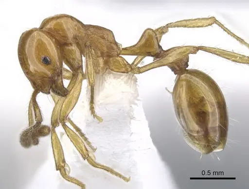 Chelaner shattucki specimen