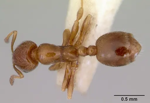 Chelaner smithii specimen