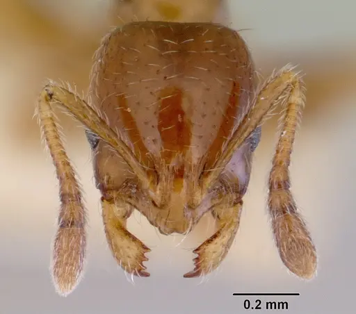 Chelaner smithii specimen