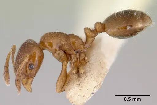 Chelaner smithii specimen