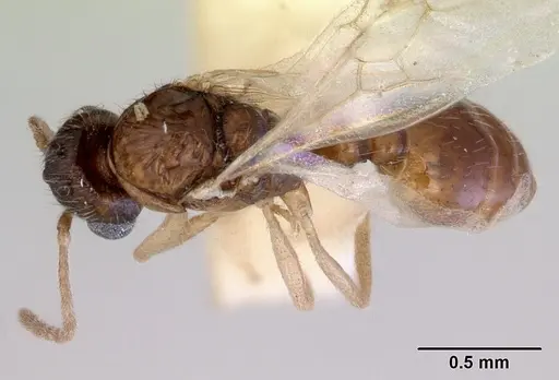 Chelaner smithii - CASENT0172358