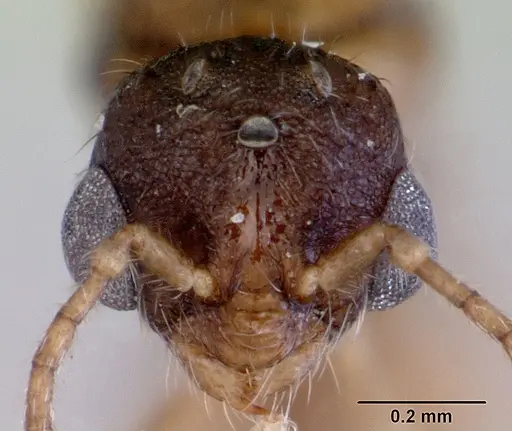 Chelaner smithii - CASENT0172358