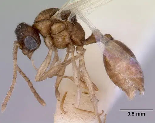 Chelaner smithii - CASENT0172358