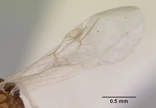 Chelaner smithii - CASENT0172358