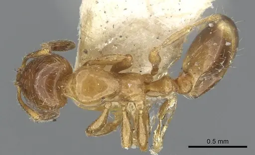 Chelaner smithii - CASENT0902275