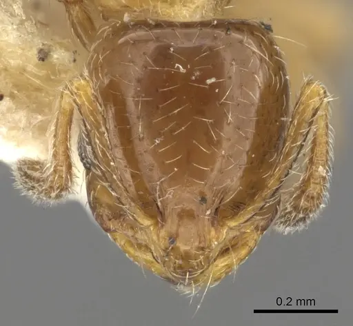 Chelaner smithii - CASENT0902275