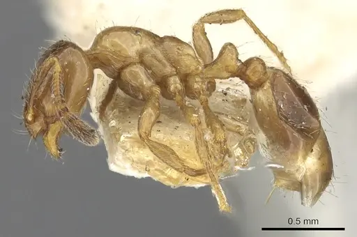 Chelaner smithii - CASENT0902275