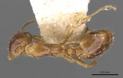 Chelaner smithii - CASENT0908681