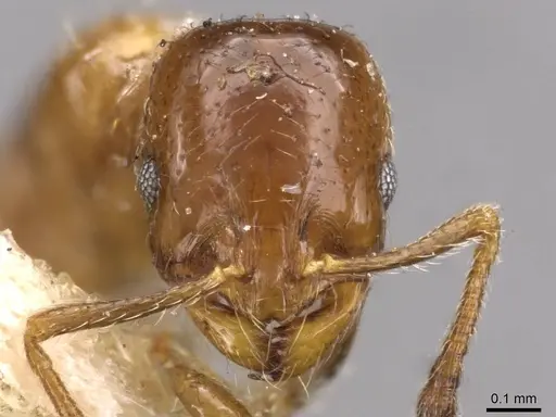 Chelaner smithii - CASENT0908681