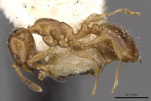 Chelaner smithii - CASENT0908681