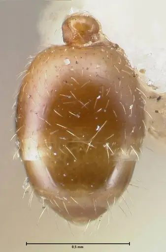 Chelaner smithii - FOCOL1707-1