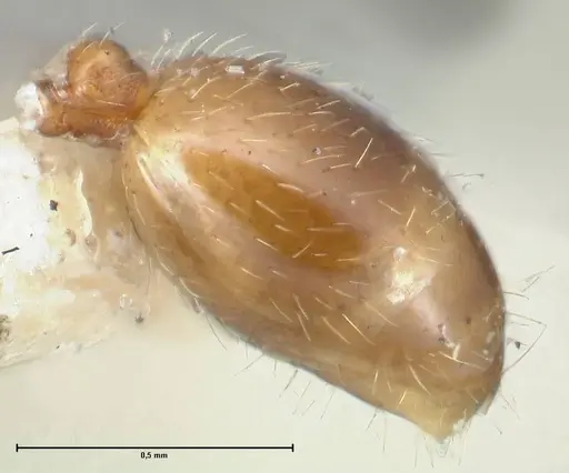 Chelaner smithii - FOCOL1707-1