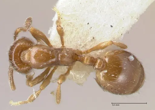 Chelaner smithii - FOCOL1707-2