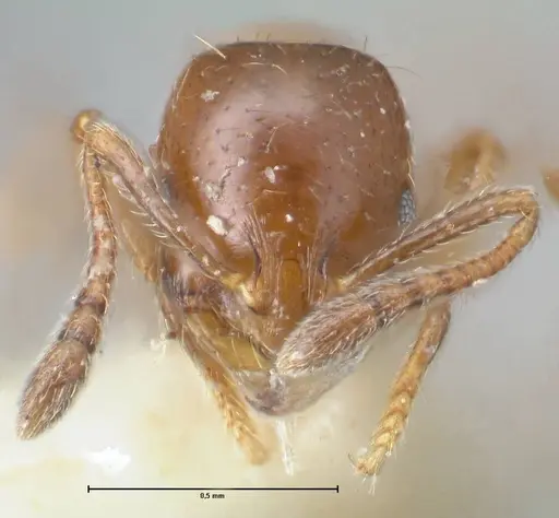 Chelaner smithii - FOCOL1707-2