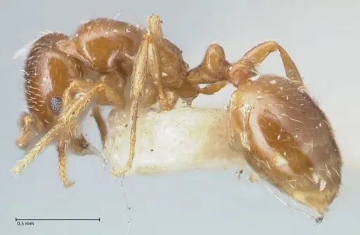 Chelaner smithii - FOCOL1707-2