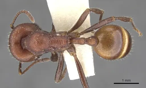 Chelaner striatifrons specimen