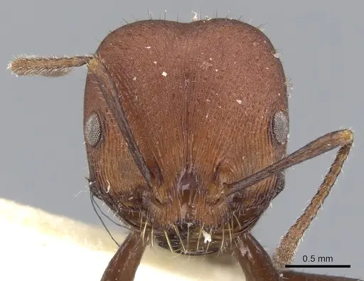 Chelaner striatifrons specimen