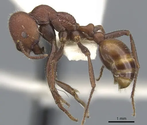 Chelaner striatifrons specimen