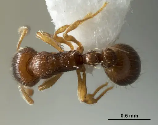 Chelaner sublamellatus specimen