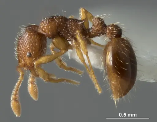 Chelaner sublamellatus specimen