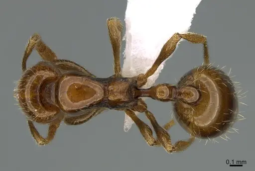 Chelaner tambourinensis specimen