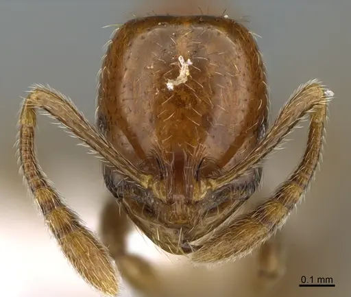 Chelaner tambourinensis specimen