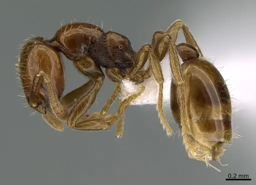 Chelaner tambourinensis specimen