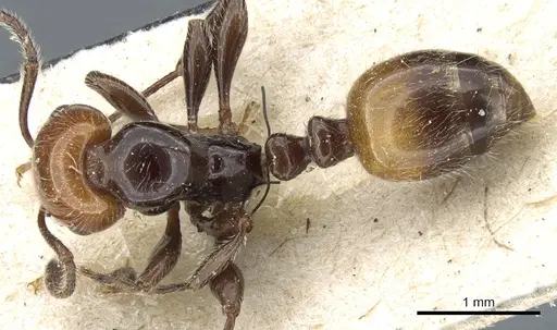 Chelaner tricolor specimen