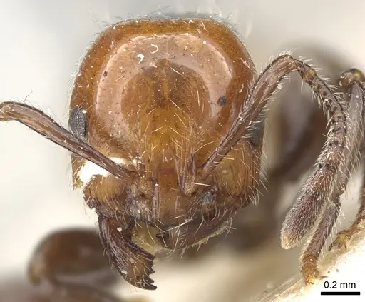 Chelaner tricolor specimen