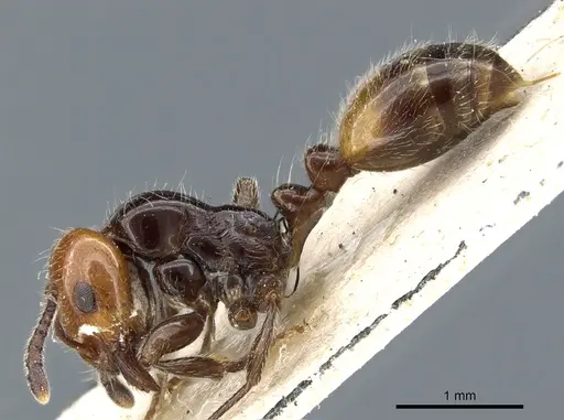 Chelaner tricolor specimen