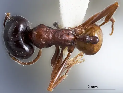 Chelaner whitei specimen