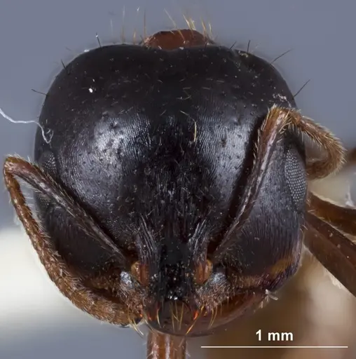 Chelaner whitei specimen