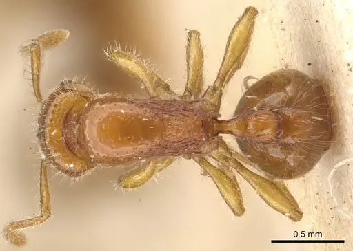 Chelaner xantheklemma specimen