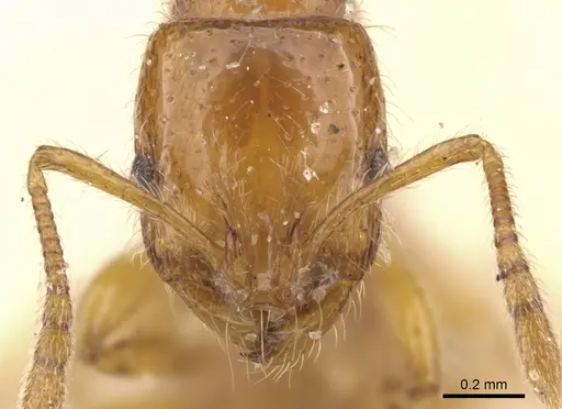 Chelaner xantheklemma specimen